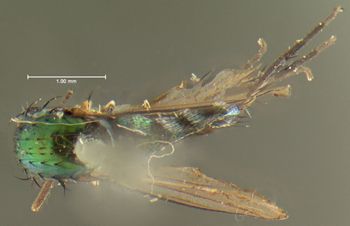 Media type: image;   Entomology 12945 Aspect: habitus dorsal view
